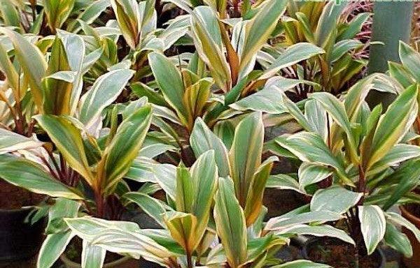 Bring a Pop of Color to Your Garden with the Stunning Cordyline My Darling Plant