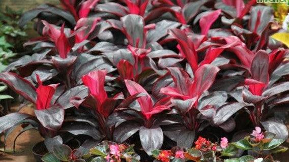 Buy the Stunning Cordyline Red Ruby - Add a Pop of Red to Your Garden Today!