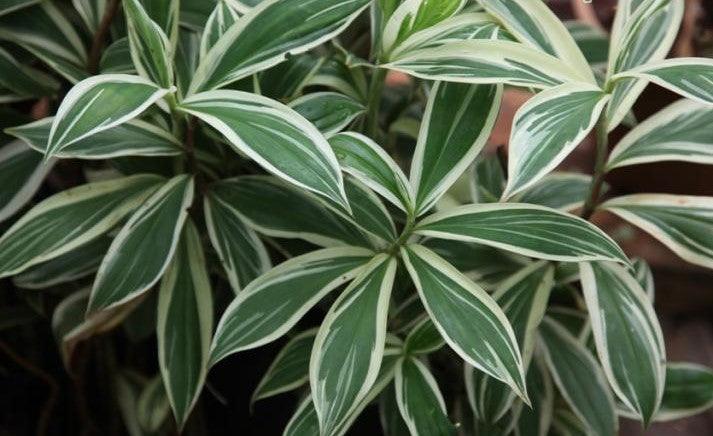 Beautiful Variegated Costus Speciosus Ginger Plant for Sale