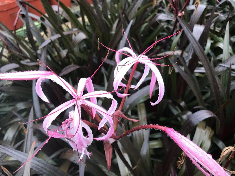 Crinum Lily Purple - Flowering Plants