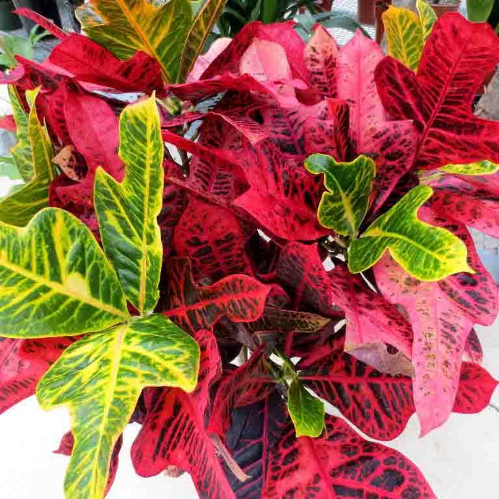 Add Vibrant Color to Your Space with Our Beautiful Croton Plant for Sale