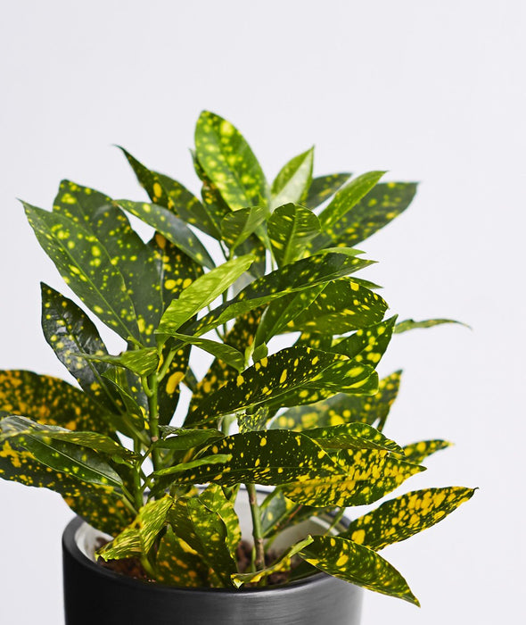 Gold Dust Croton - Ornamental Plants