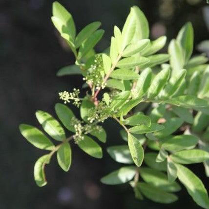 Buy the Stunning Cupaniopsis anacardioides (Tuckeroo, Carrotwood) Plant Online Today!