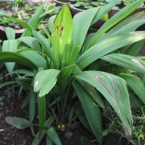 Buy Rare and Exotic Curculigo Capitulata (Ground Orchid) Plant Online Today!