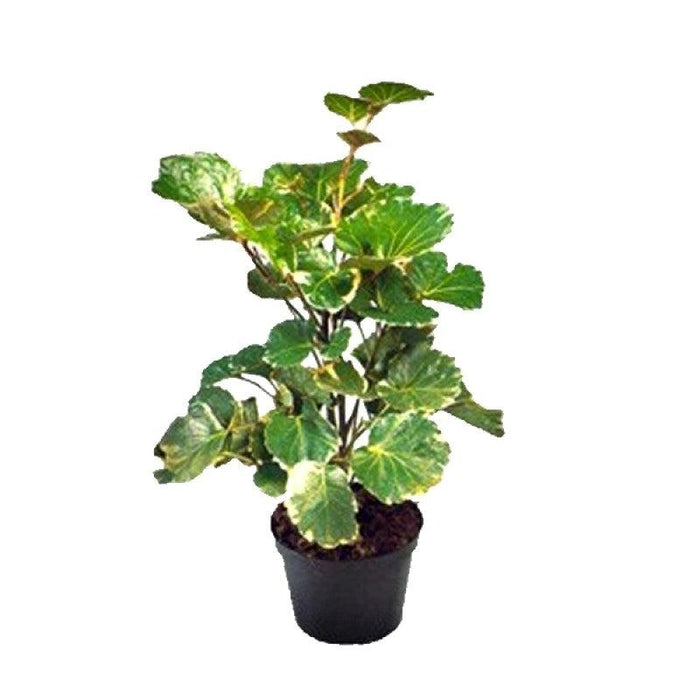 Add a Touch of Elegance to Your Home with Our Dinner Plate Aralia Plant