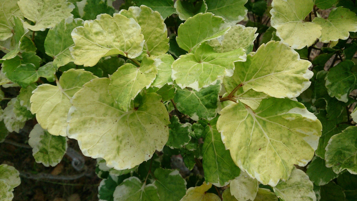 Add a Touch of Elegance to Your Home with Our Dinner Plate Aralia Plant