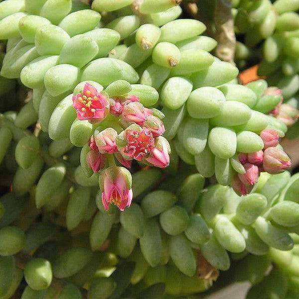 Stunning Donkey Tail Plant for Sale - Add a Unique Touch to Your Home or Garden!