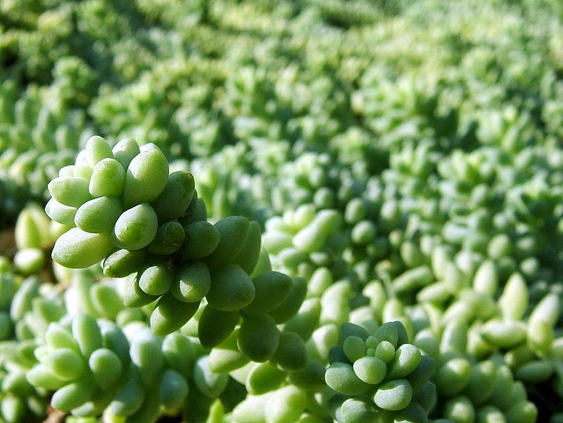 Stunning Donkey Tail Plant for Sale - Add a Unique Touch to Your Home or Garden!