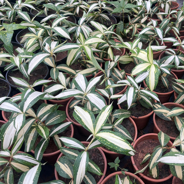 Dracaena 'Milky Way' - An Exquisite Addition to Your Indoor Garden