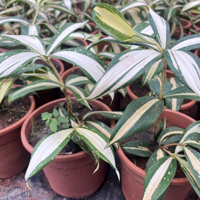 Dracaena 'Milky Way' - An Exquisite Addition to Your Indoor Garden