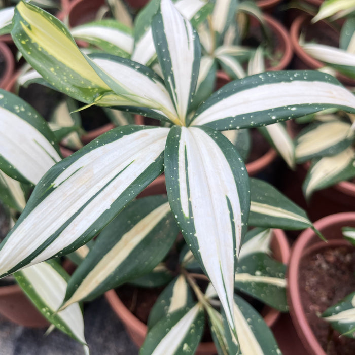 Dracaena 'Milky Way' - An Exquisite Addition to Your Indoor Garden