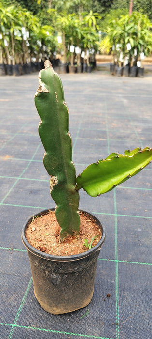 Dragon Fruit white flesh- Fruit Plants