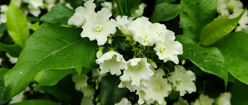 Vallaris Solanacea - Creepers & Climber