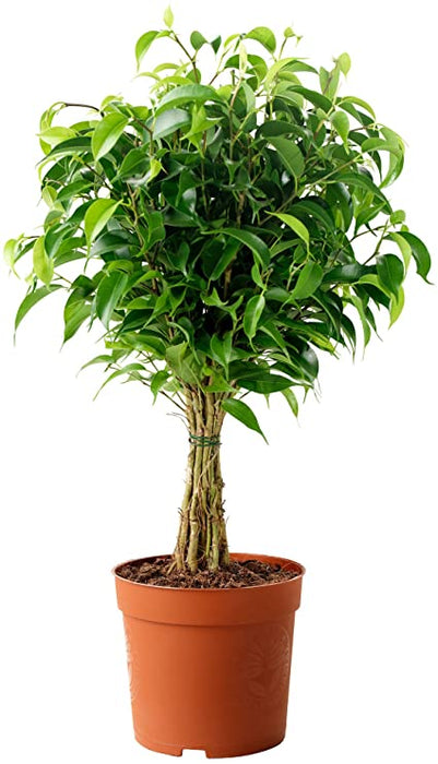 Ficus Benjamina Blackie - Indoor/Outdoor Plants