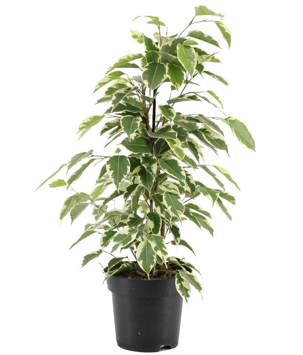 Ficus Benjamina Starlight - Indoor/Outdoor Ornamental Plants