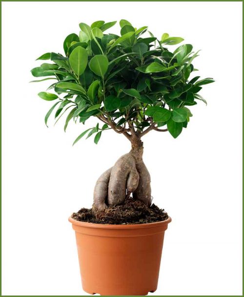 Ficus Microcarpa - Bonsai