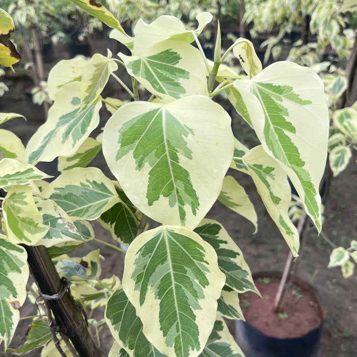 Beautiful Variegated Ficus religiosa Bodhi Tree Plant - Buy Now!