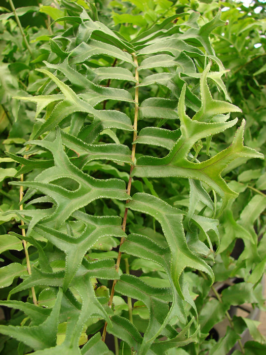 Fishtail Fern - Indoor Plants