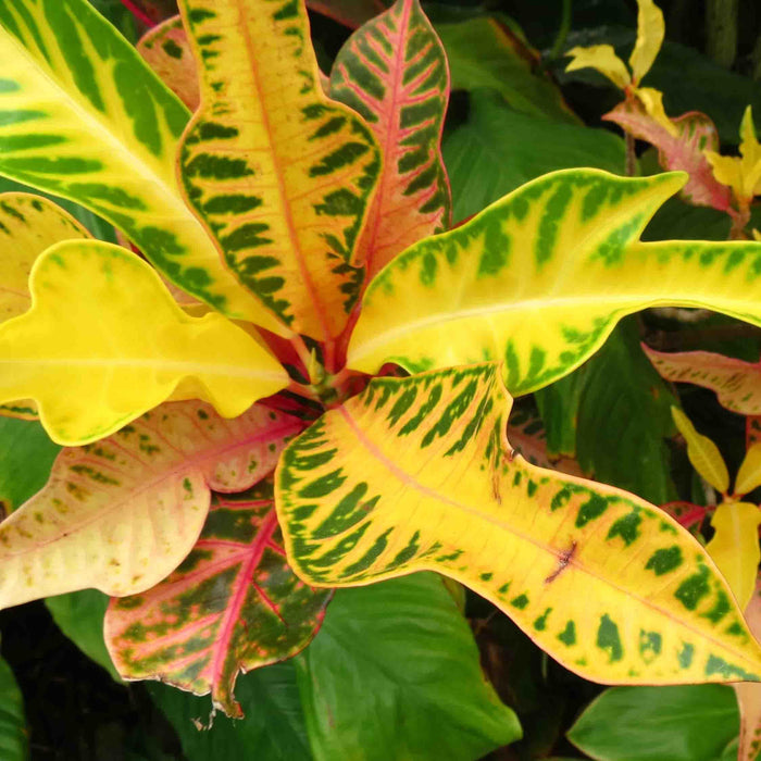 Brighten Up Your Space with Vibrant Garden Croton Plants for Sale