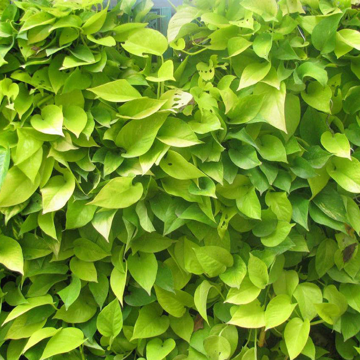 Money Plant Golden - Indoor Air-Purifying