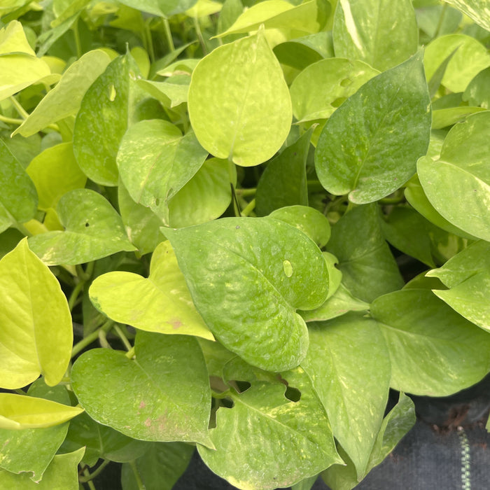 Brighten up Your Home with the Stunning Golden Money Plant - Epipremnum aureum goldii for Sale