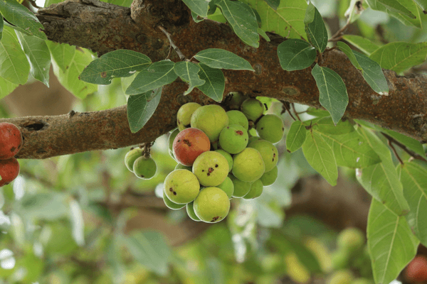 Bring Nature's Beauty to Your Home with the Goolar Umber Plant