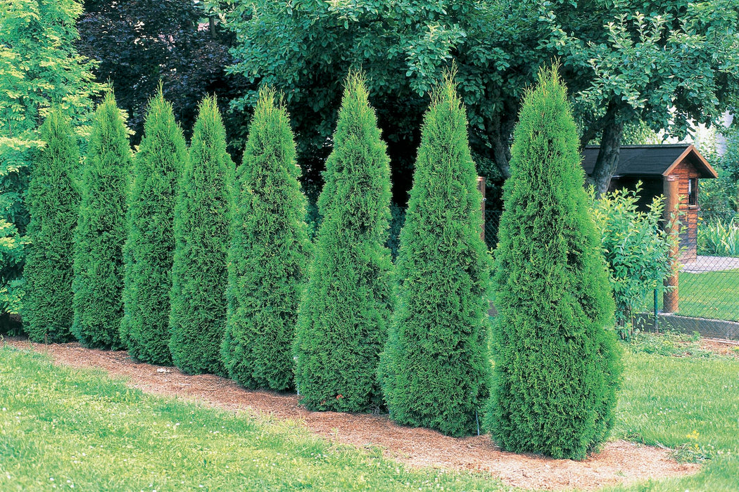 Thuja orientalis Green - Ornamental Plants