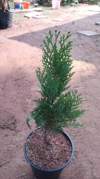 Thuja orientalis Green - Ornamental Plants