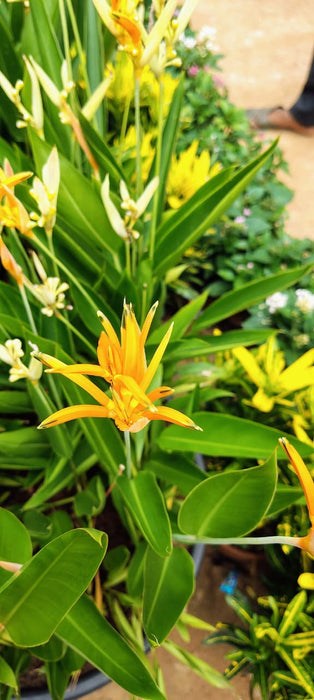 Heliconia Mini orange dwarf -Flowering Plants