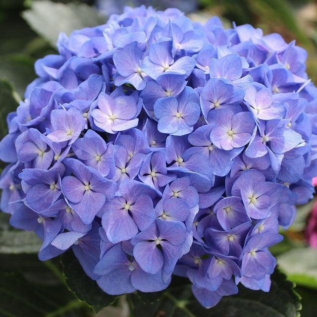 Stunning Hydrangea Macrophylla Plants in Vibrant Colors - Buy Now!