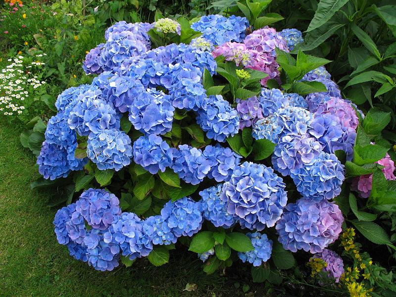 Stunning Hydrangea Macrophylla Plants in Vibrant Colors - Buy Now!