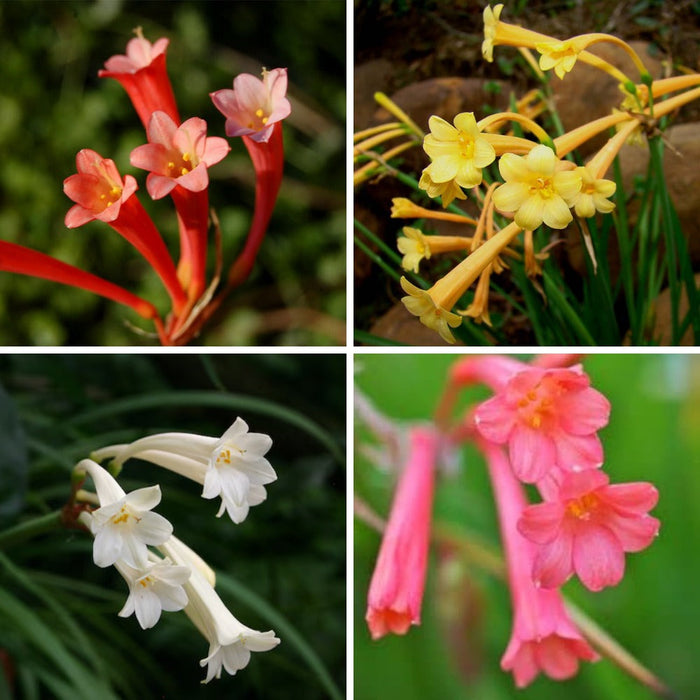 Ifafa Lily Flower Bulbs for Home Gardening