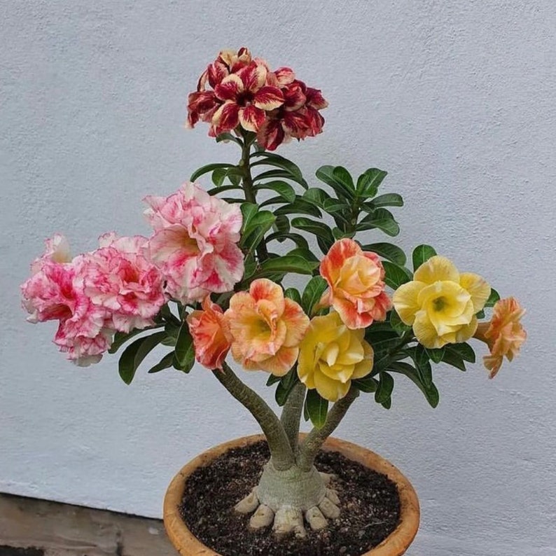 Adenium Bonsai Plants