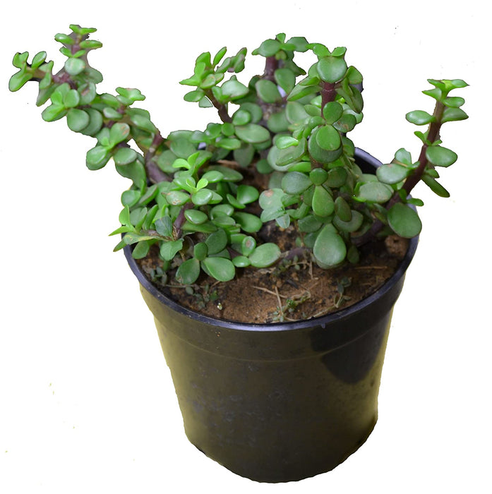 Jade Green - Indoor Plants