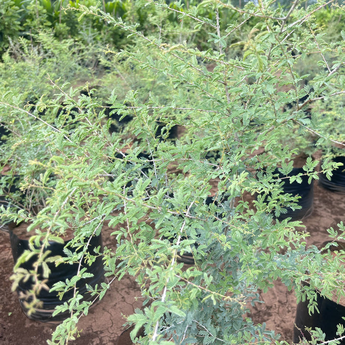 Jand Plant (Prosopis cineraria) For Sale