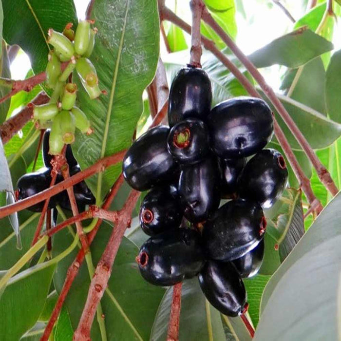 Grow Your Own Delicious Fruit | Java Plum (Jamun) Tree - Syzygium cumini Plant for Sale