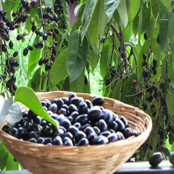 Grow Your Own Delicious Fruit | Java Plum (Jamun) Tree - Syzygium cumini Plant for Sale