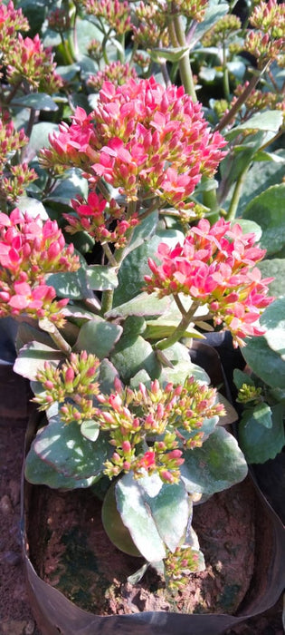 Kalanchoe blossfeldiana red single - Flowering Plant