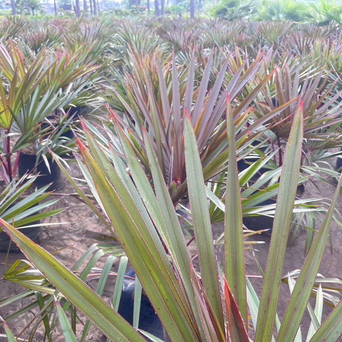 Buy Red Latan Palm Tree (Latania lontaroides) Online