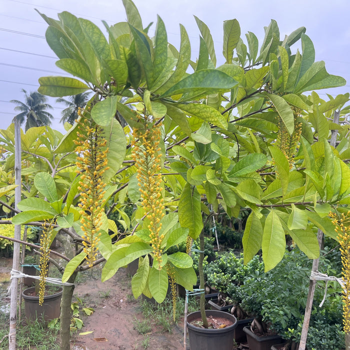 Lophanthera lactescens 'Golden Chain' Tree for Sale