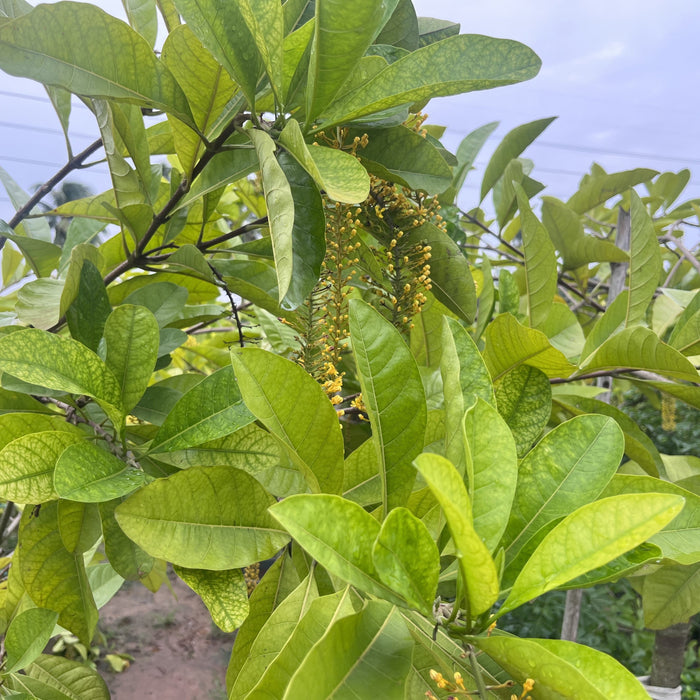 Lophanthera lactescens 'Golden Chain' Tree for Sale