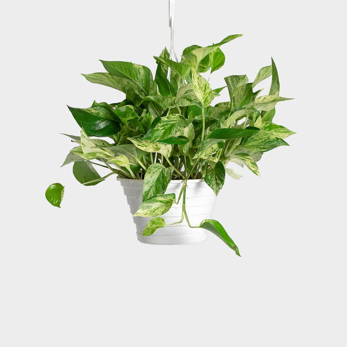 Marble Queen Money Plant - Indoor Plants