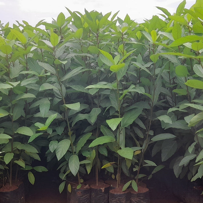 Ficus Racemosa Trees For Sale | Bring Home A Piece Of Nature's Marvel