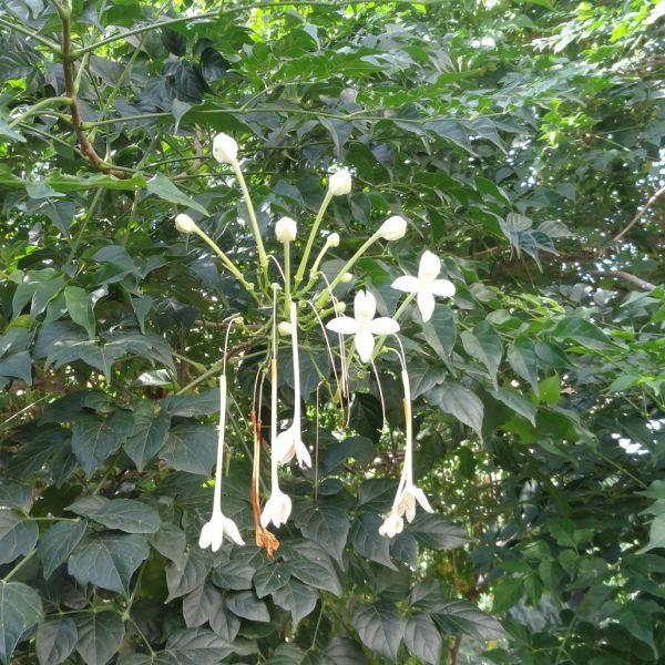 Buy Indian Cork Tree (Millingtonia hortensis) and Tree Jasmine (M. pinnata) for Your Garden