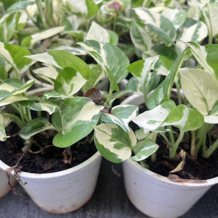 Mini Money Plant for Sale: Bring Home Prosperity and Fresh Air Today!