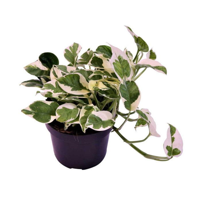 Money Plant N Joy - Indoor Plants