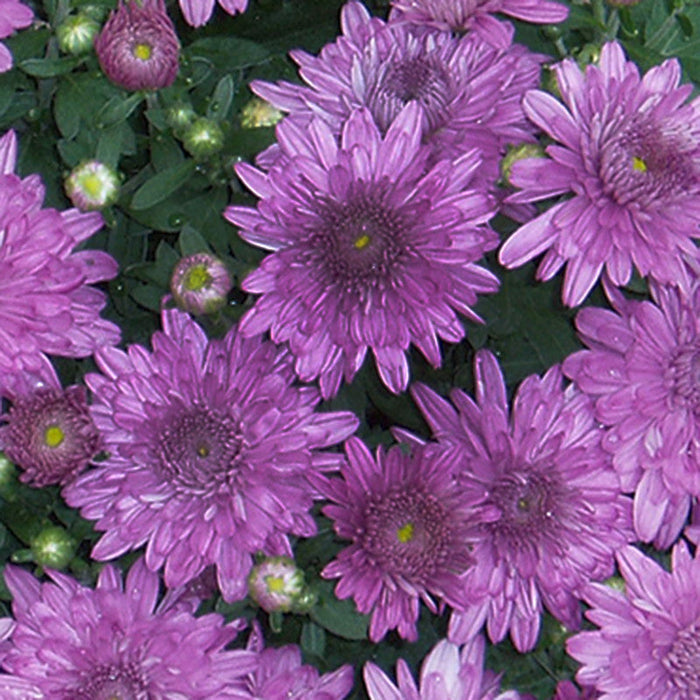 Chrysanthemum Purple - SEASONALS