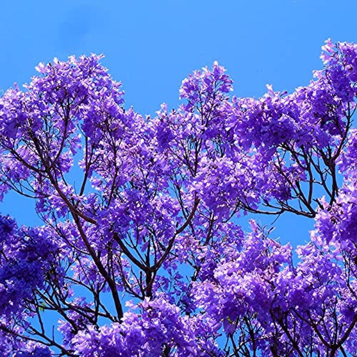 Buy the Majestic Neel Mohar Jacaranda Mimosifolia Tree Online