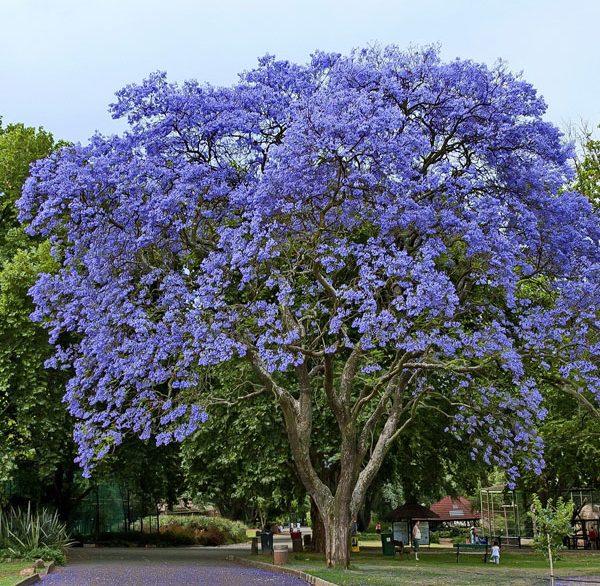 Buy the Majestic Neel Mohar Jacaranda Mimosifolia Tree Online