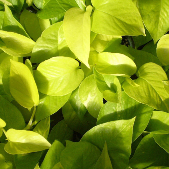 Money Plant Golden - Indoor Air-Purifying